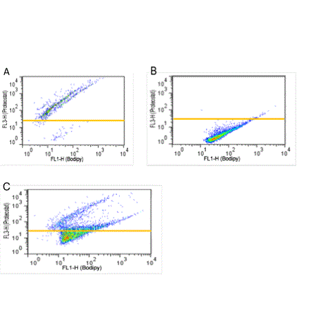 PROTEOSTAT® Protein aggregation assay